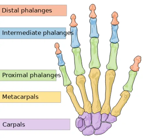 Bone structure of the human hand