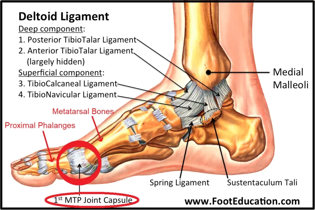 Foot Anatomy for BJJ Turf Toe